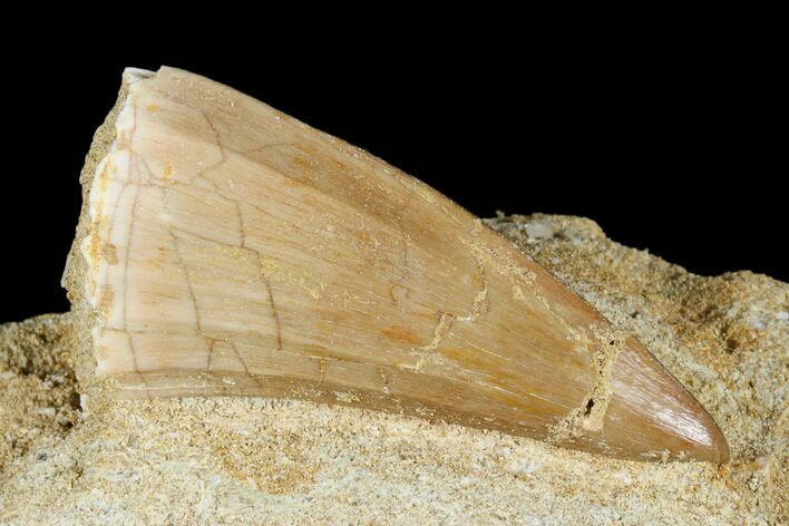 Mosasaur (Mosasaurus) Tooth In Rock - Morocco #179333